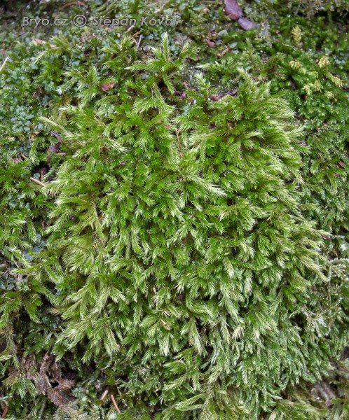 Homalothecium philippeanum 