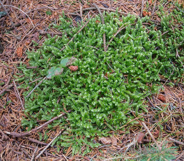 Plagiothecium curvifolium 