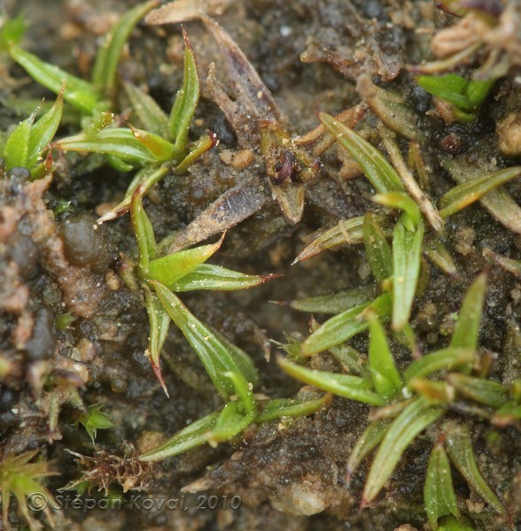 Aloina obliquifolia 