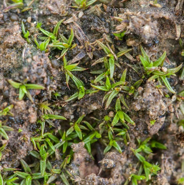 Aloina obliquifolia 