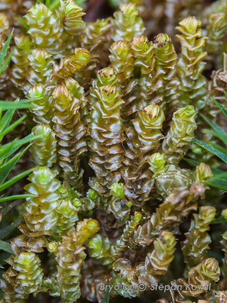 Anastrepta orcadensis 