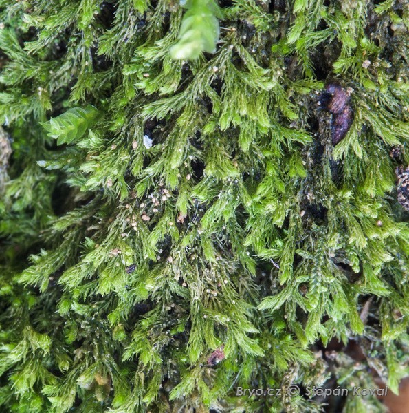 Blepharostoma trichophyllum 