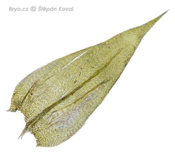 Brachythecium salebrosum 