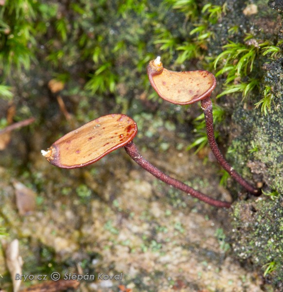 Buxbaumia aphylla 