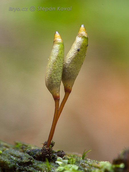 Buxbaumia viridis 