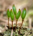 Buxbaumia viridis 