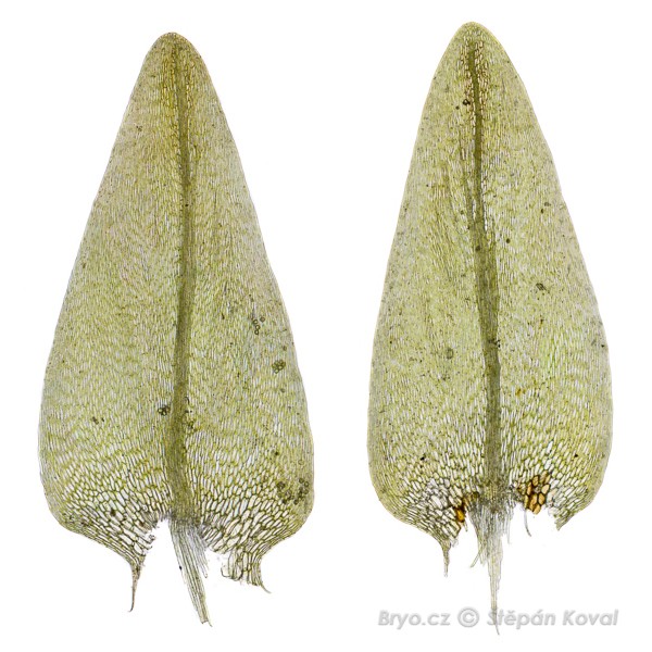 Calliergon cordifolium 