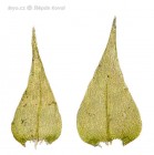 Campyliadelphus chrysophyllus 