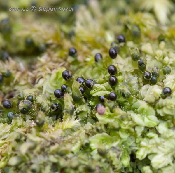 Chiloscyphus profundus 