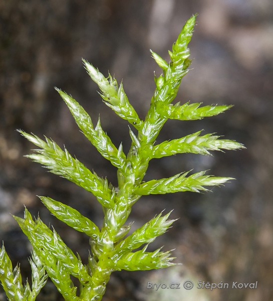 Cirriphyllum piliferum 