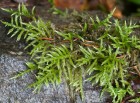Cirriphyllum piliferum 