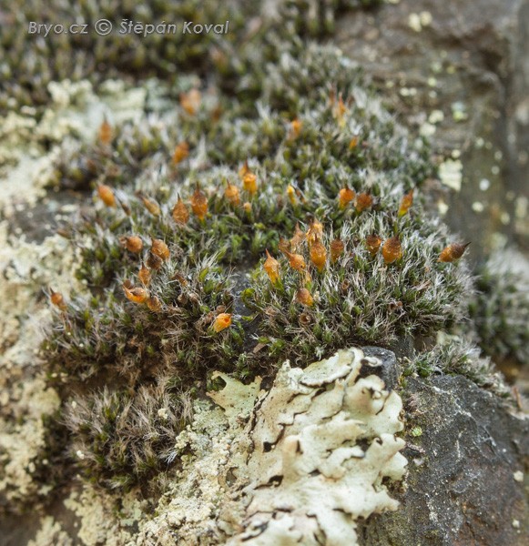 Coscinodon cribrosus 