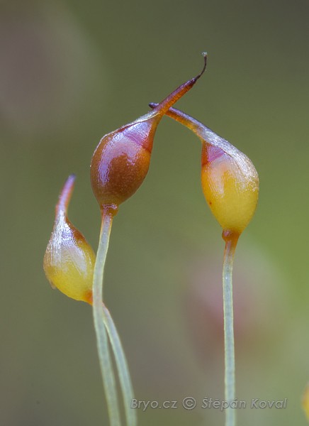 Dicranella cerviculata 