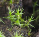 Dicranella staphylina 