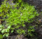 Dicranella staphylina 