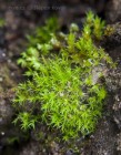 Dicranella staphylina 