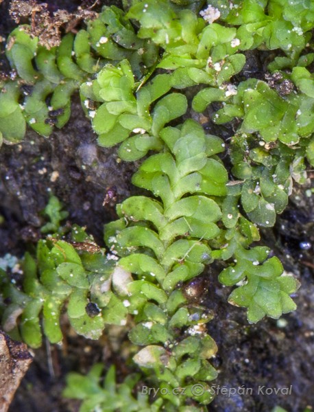 Diplophyllum taxifolium 