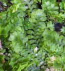 Diplophyllum taxifolium