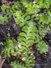 Diplophyllum taxifolium 
