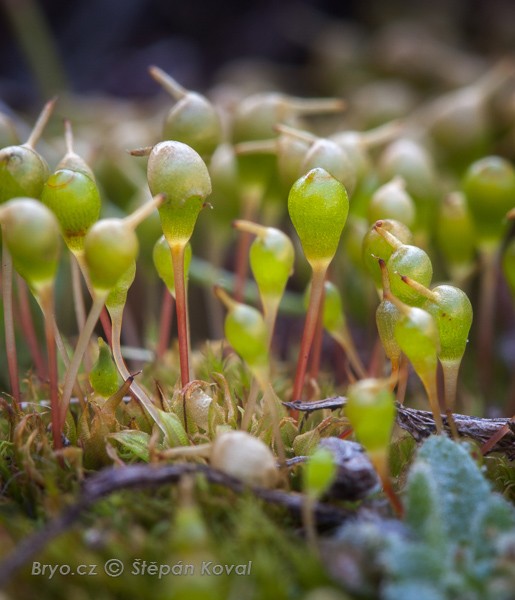 Entosthodon fascicularis 