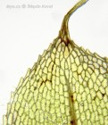 Entosthodon muehlenbergii 