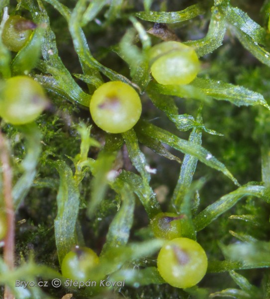 Ephemerum recurvifolium 