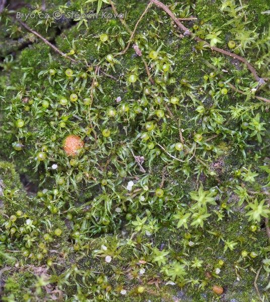 Ephemerum recurvifolium 