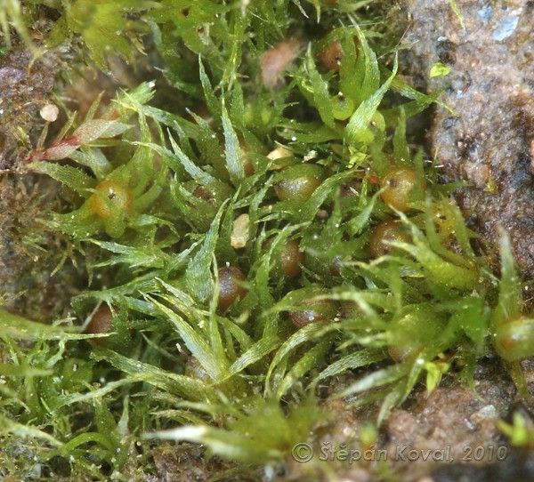 Ephemerum serratum 