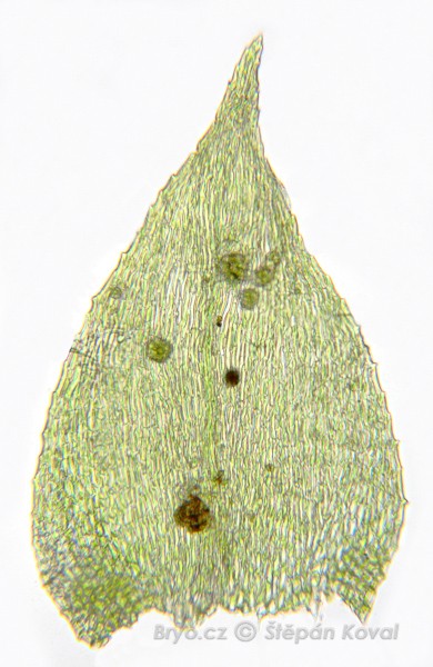 Eurhynchiastrum pulchellum 