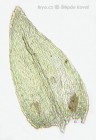 Eurhynchiastrum pulchellum 
