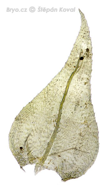 Eurhynchium striatum 