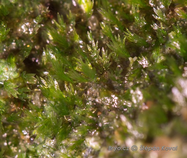 Fissidens gracilifolius 