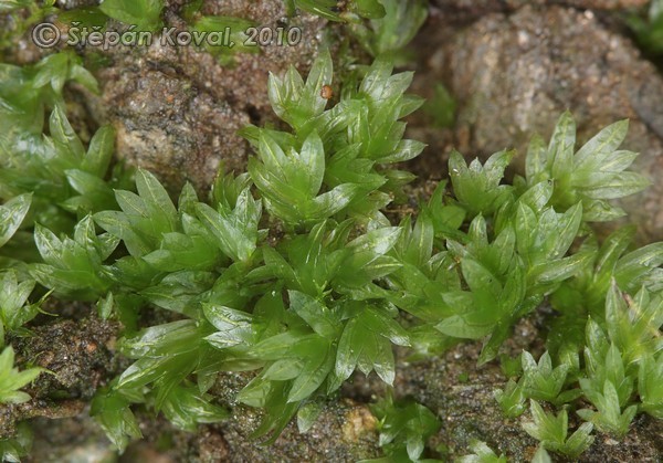 Fissidens taxifolius 