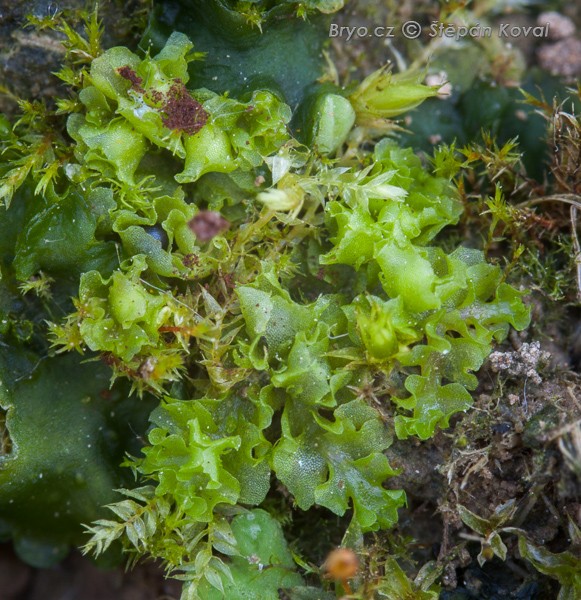 Fossombronia wondraczekii 