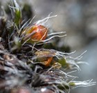 Grimmia anodon 