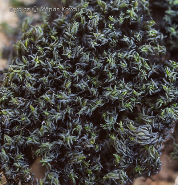 Grimmia atrata 