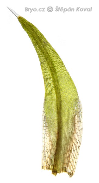 Grimmia donniana 