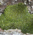 Grimmia incurva 