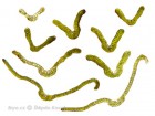 Grimmia longirostris 