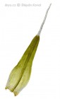 Grimmia longirostris 