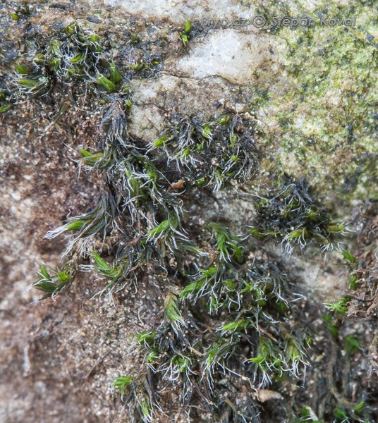 Grimmia muehlenbeckii 