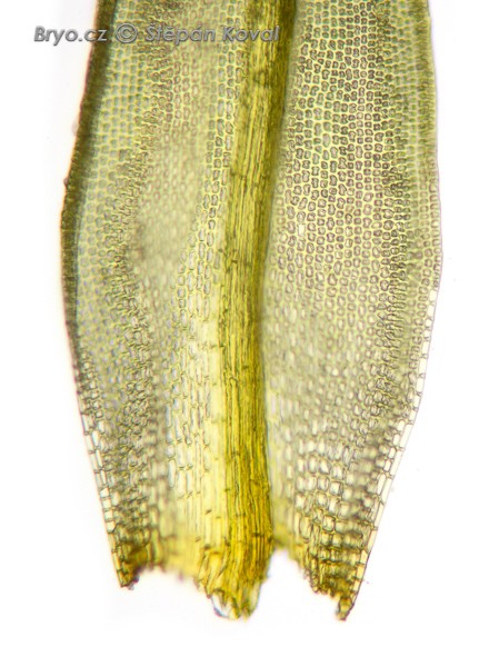Grimmia muehlenbeckii 