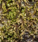 Gymnomitrion concinnatum 