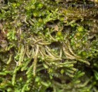 Gymnomitrion concinnatum 