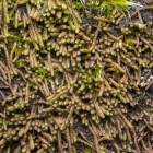 Gymnomitrion concinnatum 