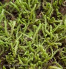 Gymnomitrion concinnatum 