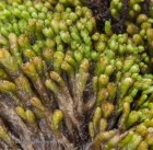 Gymnomitrion concinnatum 