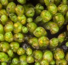 Gymnomitrion concinnatum 