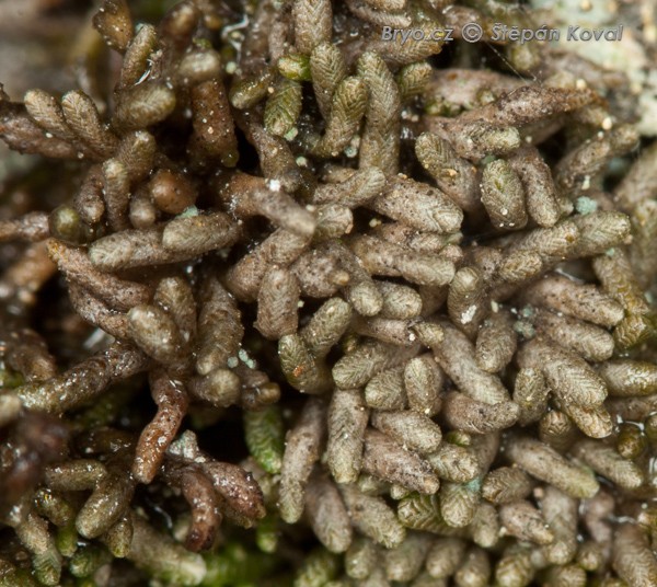 Gymnomitrion corallioides 