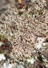 Gymnomitrion corallioides 